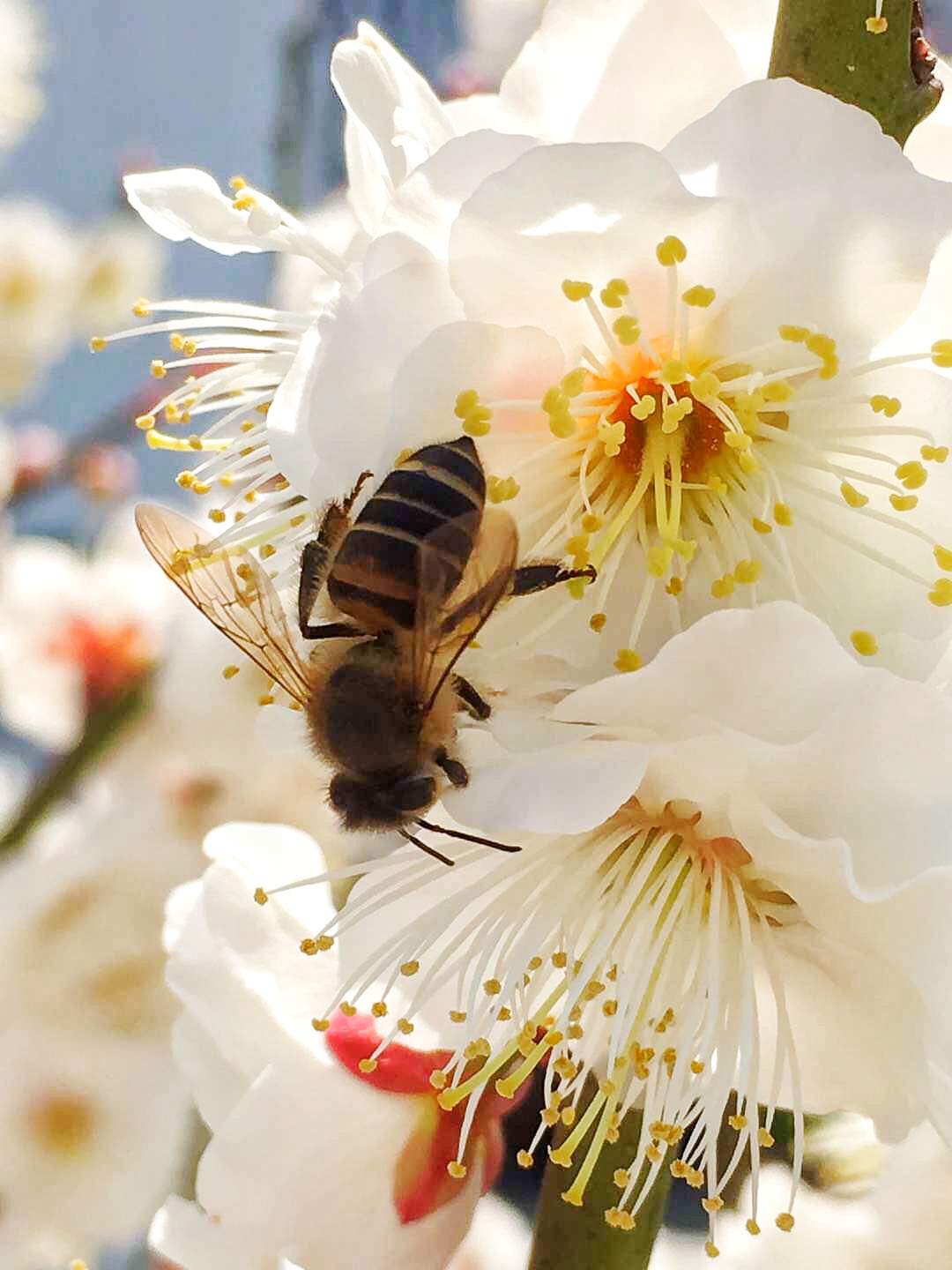 蜜蜂 撩妹